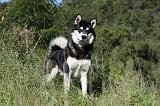 ALASKAN MALAMUTE 337